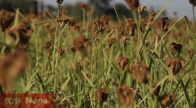 ६४ वर्ष पछि फेला पर्यो अनौठो चरा, आधा मानिस, आधा पंक्षी !
