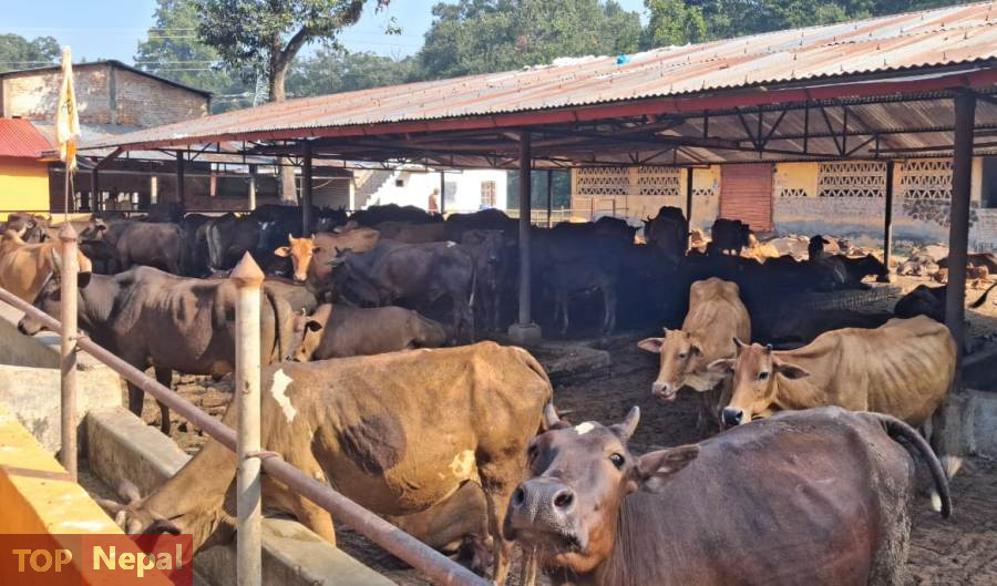 ६४ वर्ष पछि फेला पर्यो अनौठो चरा, आधा मानिस, आधा पंक्षी !