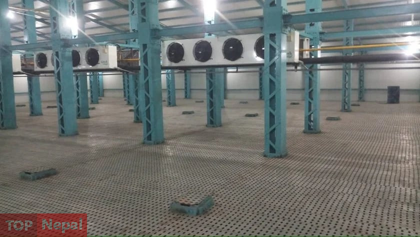 ६४ वर्ष पछि फेला पर्यो अनौठो चरा, आधा मानिस, आधा पंक्षी !