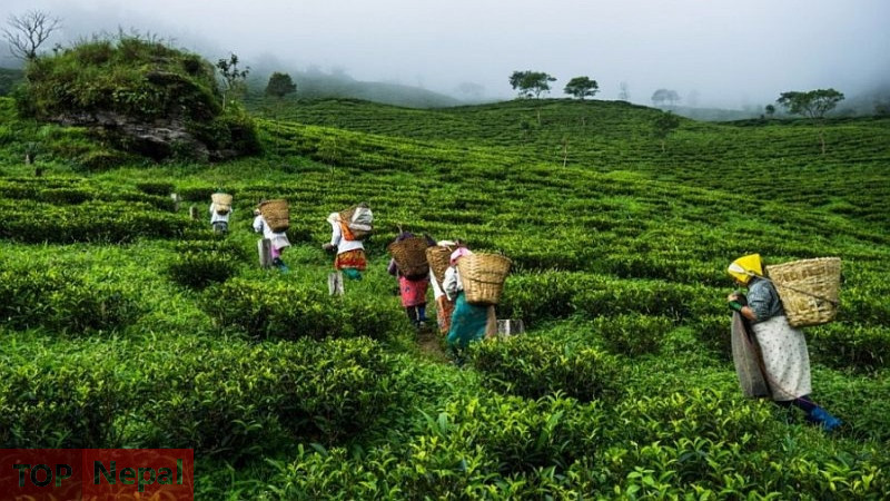 ६४ वर्ष पछि फेला पर्यो अनौठो चरा, आधा मानिस, आधा पंक्षी !