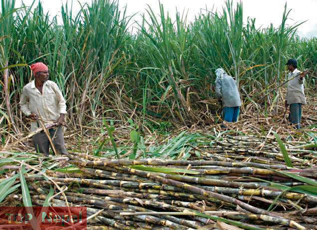 ६४ वर्ष पछि फेला पर्यो अनौठो चरा, आधा मानिस, आधा पंक्षी !