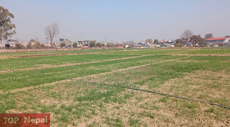 ६४ वर्ष पछि फेला पर्यो अनौठो चरा, आधा मानिस, आधा पंक्षी !
