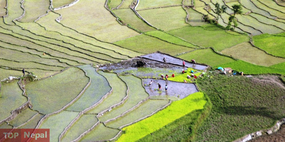 ६४ वर्ष पछि फेला पर्यो अनौठो चरा, आधा मानिस, आधा पंक्षी !