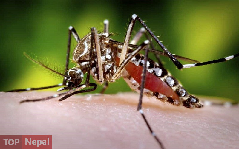 ६४ वर्ष पछि फेला पर्यो अनौठो चरा, आधा मानिस, आधा पंक्षी !