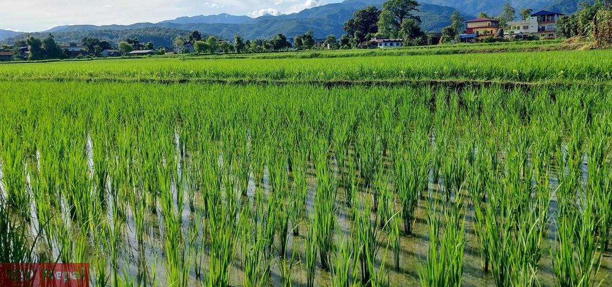 ६४ वर्ष पछि फेला पर्यो अनौठो चरा, आधा मानिस, आधा पंक्षी !