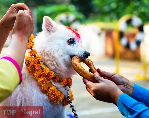 ६४ वर्ष पछि फेला पर्यो अनौठो चरा, आधा मानिस, आधा पंक्षी !