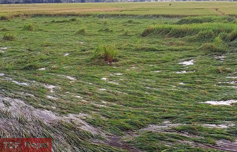 असोजको वर्षाले देशभर कृषि र पशुपछी क्षेत्रमा तीन अर्ब ५५ करोड रुपैयाँ बराबरको क्षति