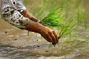 बागमती प्रदेशमा करिब १३ प्रतिशत रोपाइँ सम्पन्न
