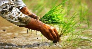 बागमती प्रदेशमा ५७ प्रतिशतभन्दा बढी धान रोपाइँ सम्पन्न