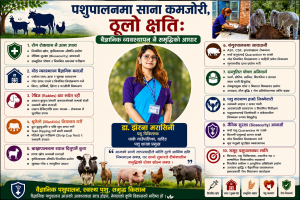 पशुपालनमा साना कमजोरी, ठूलो क्षति: वैज्ञानिक व्यवस्थापन नै समृद्धिको आधार